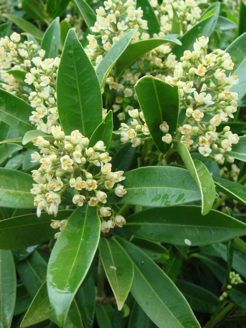 Skimmia 'Kew Green' fleur